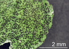 Mycosphaerella densa