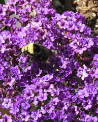 Bombus vosnesenskii