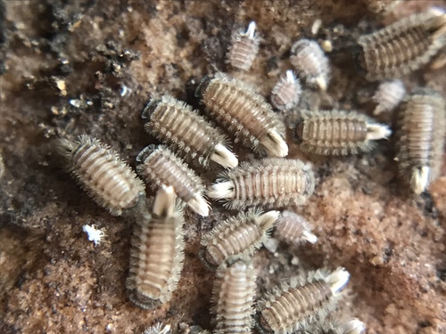 Bristly Millipede photo 5
