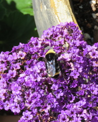 Bombus vosnesenskii