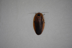 Blaberinae