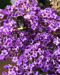 Bombus vosnesenskii
