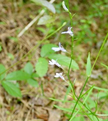 Lobelia nuttallii