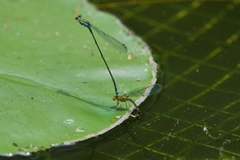 Pseudagrion rubriceps