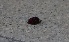 Poecilocoris splendidulus