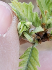 Macrodiplosis niveipila