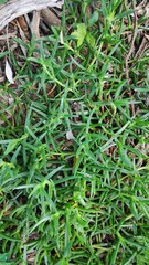 Carpobrotus glaucescens