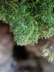 Lepidozia laevifolia