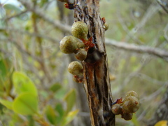 Primulaceae