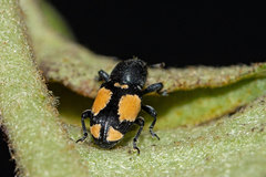 Rhaptinus quadrimaculatus
