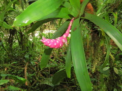 Guzmania remyi