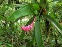 Guzmania remyi