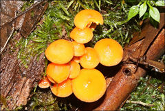 Camarophyllus apricosus