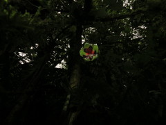Tropaeolum adpressum