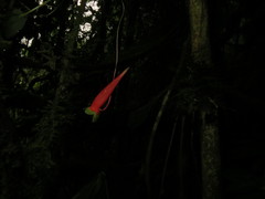 Tropaeolum adpressum