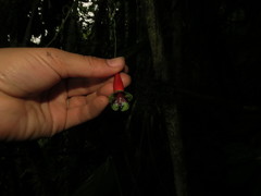 Tropaeolum adpressum