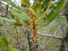 Primulaceae