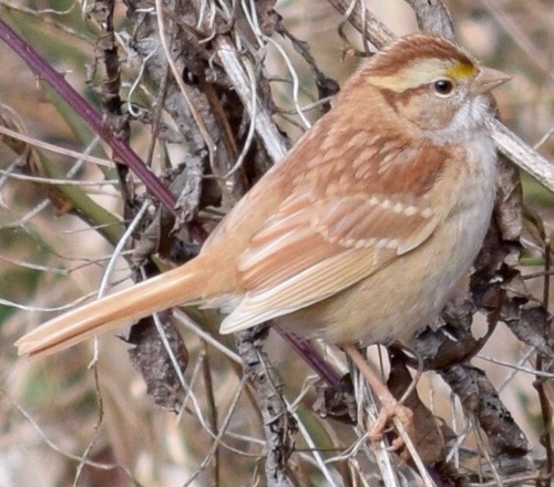 White-throated Sparrow photographed in Georgia
