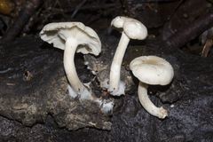 Clitocybe metachroa
