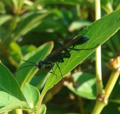 Chalybion zimmermanni