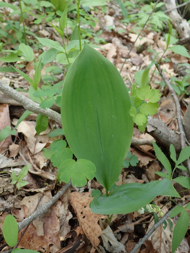 Convallaria pseudomajalis (Convallaria pseudomajalis)