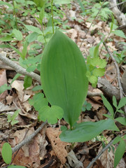 Convallaria pseudomajalis
