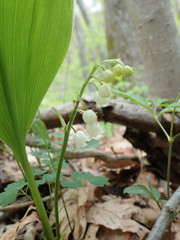 Convallaria pseudomajalis