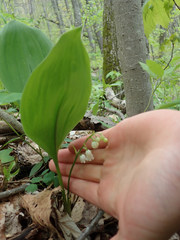 Convallaria pseudomajalis