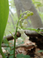 Convallaria pseudomajalis