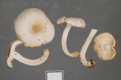 Clitocybe metachroa