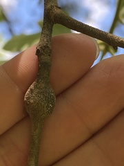 Zapatella quercusmedullae