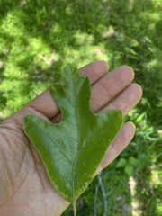 Zapatella quercusmedullae