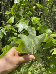 Zapatella quercusmedullae