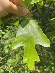 Zapatella quercusmedullae