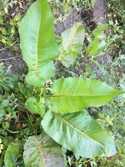 Rumex acetosella