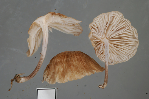 Collybiopsis subpruinosa