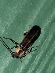 Podabrus basillaris