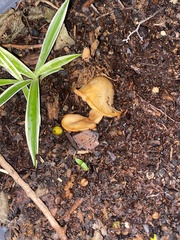 Flammulina velutipes