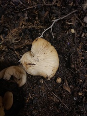 Flammulina velutipes