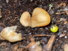 Flammulina velutipes