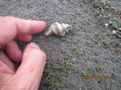 Austrofusus glans