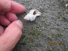 Austrofusus glans