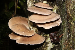 Hohenbuehelia clelandii