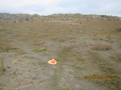 Austrofusus glans