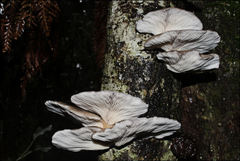 Hohenbuehelia clelandii