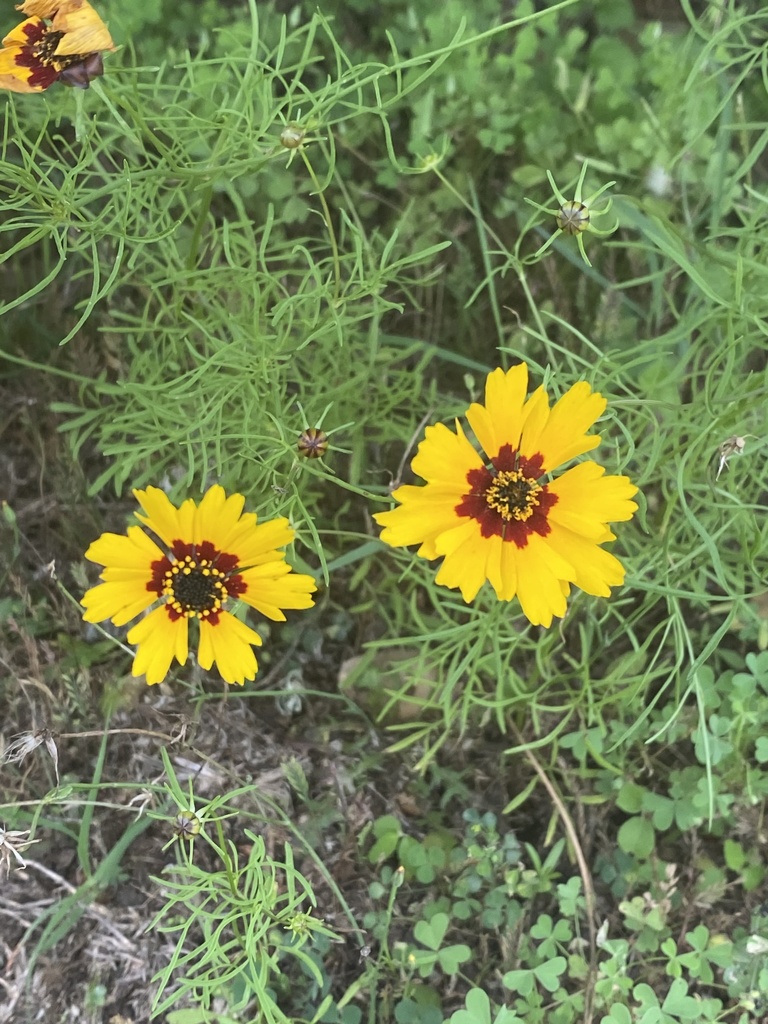 Rock Tickseed