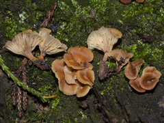Xeromphalina podocarpi