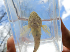 Cottus girardi