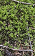 Leucolepis