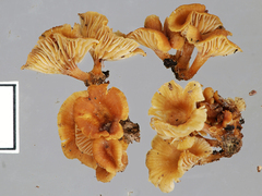 Xeromphalina podocarpi